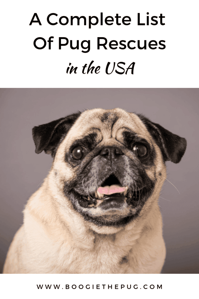 Pug A Lug Rescue 2024 fidsexcellence.tn